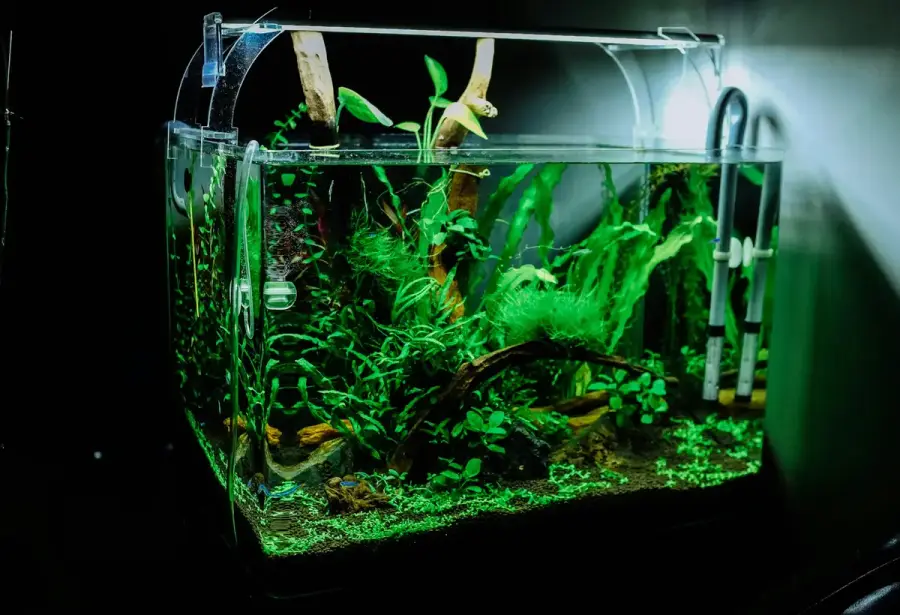 已裝設過濾器與水草的新魚缸，水質檢測工具放在前方