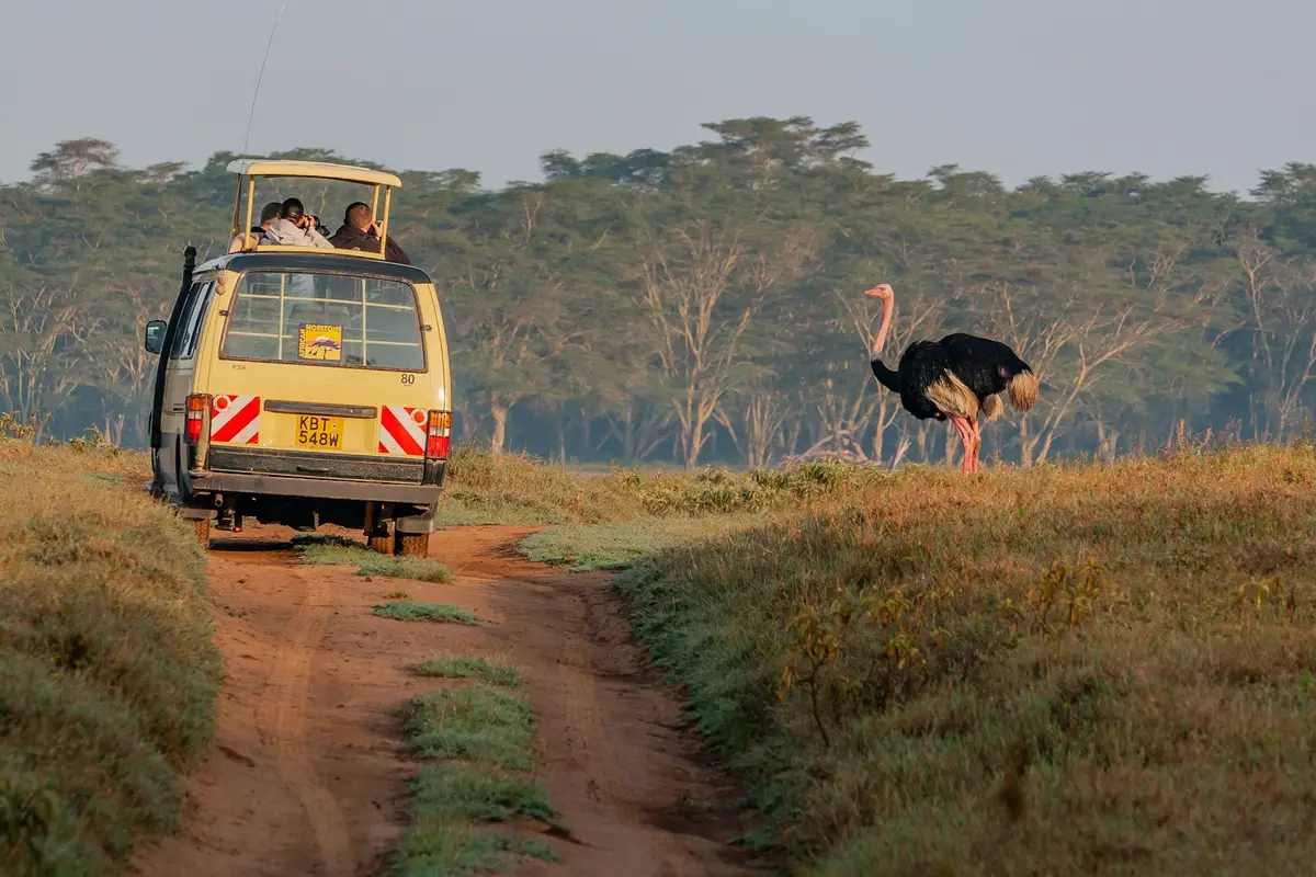 肯亞野生動物保護區內的 safari 車輛與草原鳥類（示意圖）