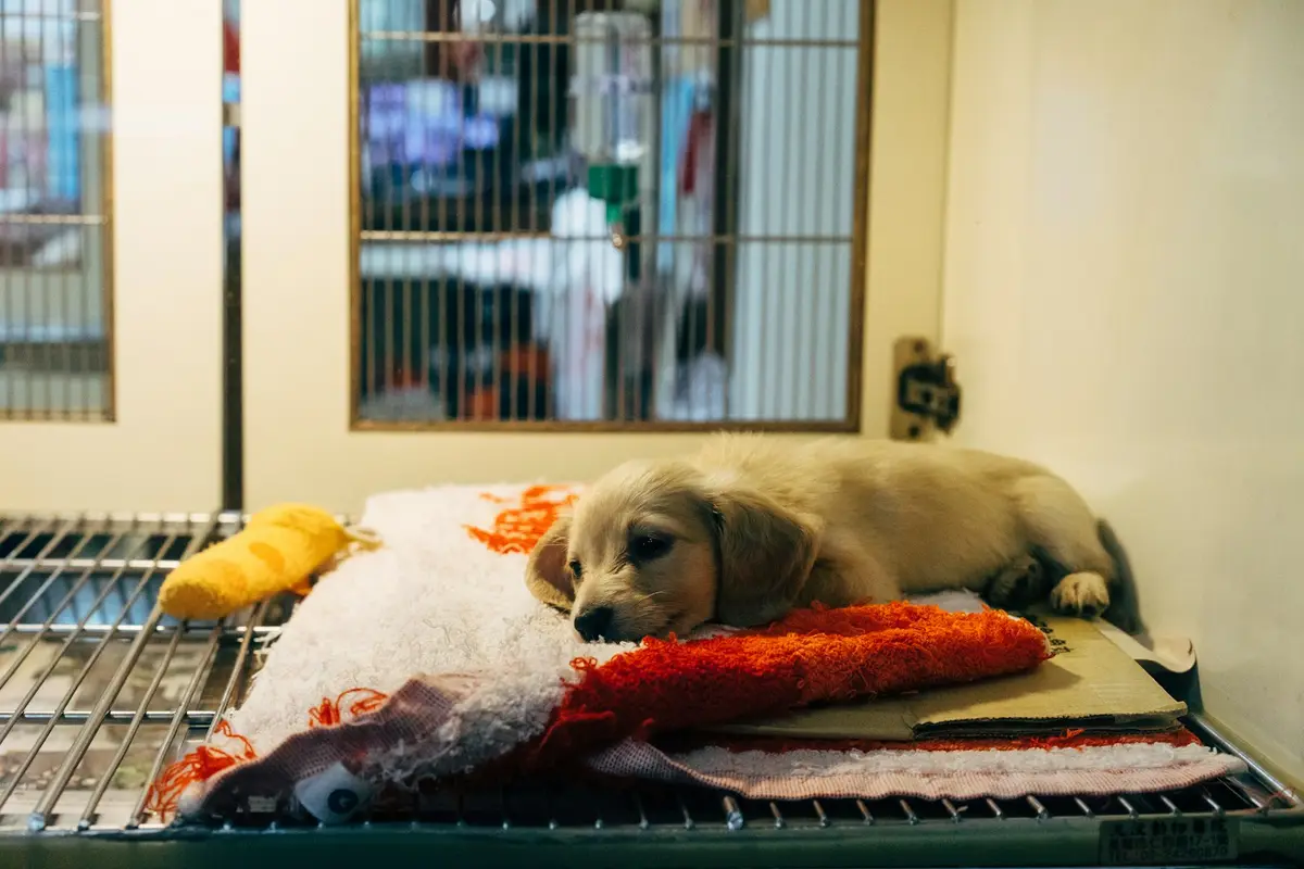 動物收容所的待認養犬隻，示意認養與絕育資訊