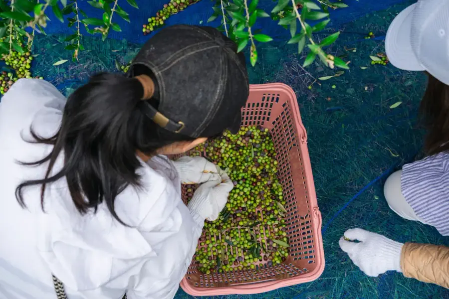 市場蔬果攤上各種葉菜與草莓，象徵農藥殘留風險與正確清洗的消費者關注