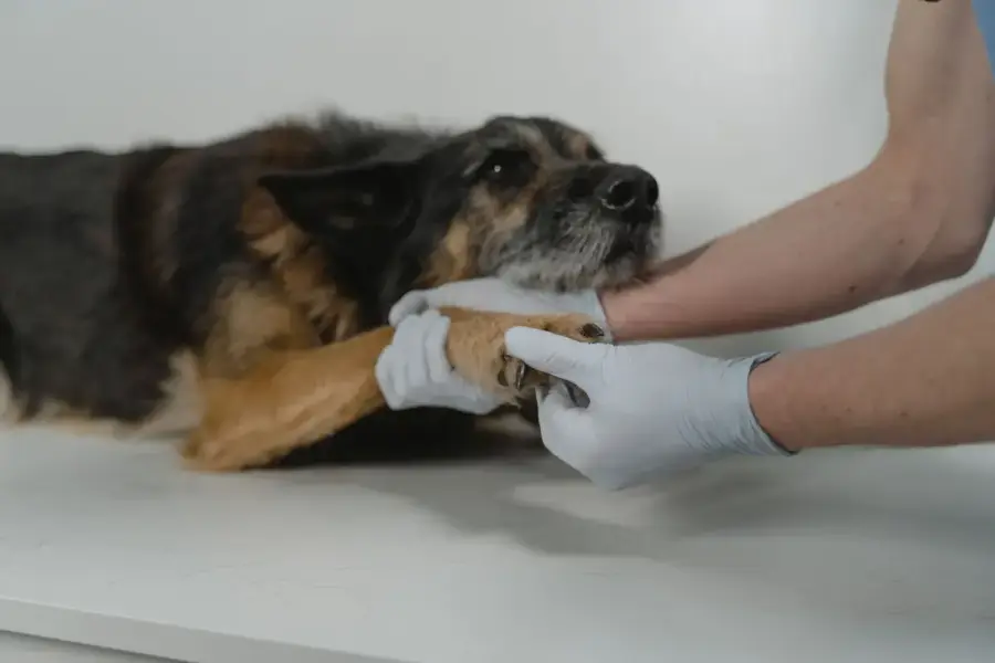 飼主在家中陪伴高齡犬，旁邊有健康紀錄本與獸醫檢查提醒