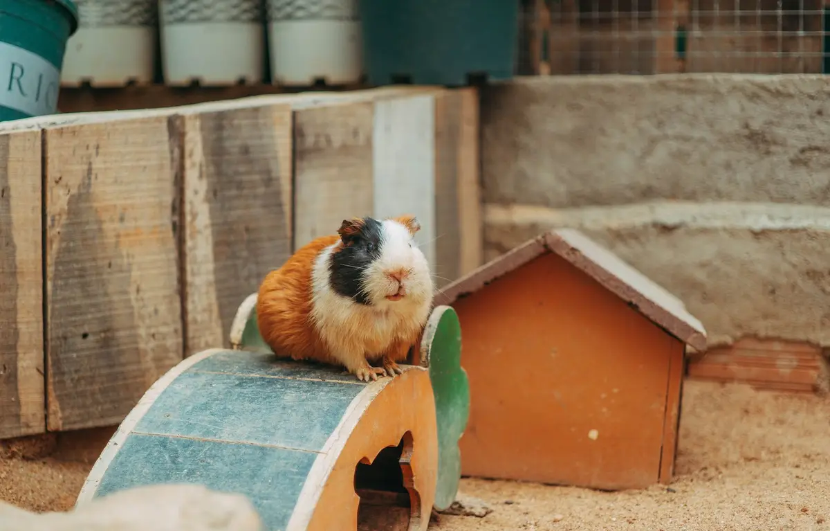 飼主在安全隔離空間外查看特殊寵物登記資料，呈現禁養動物申報與防逃照護情境