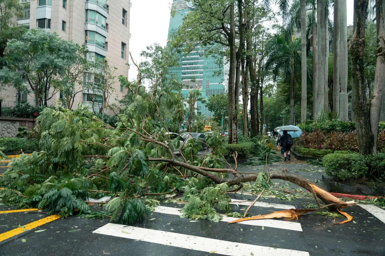 颱風後倒下的樹木阻擋城市道路，象徵天災期間的通勤安全風險