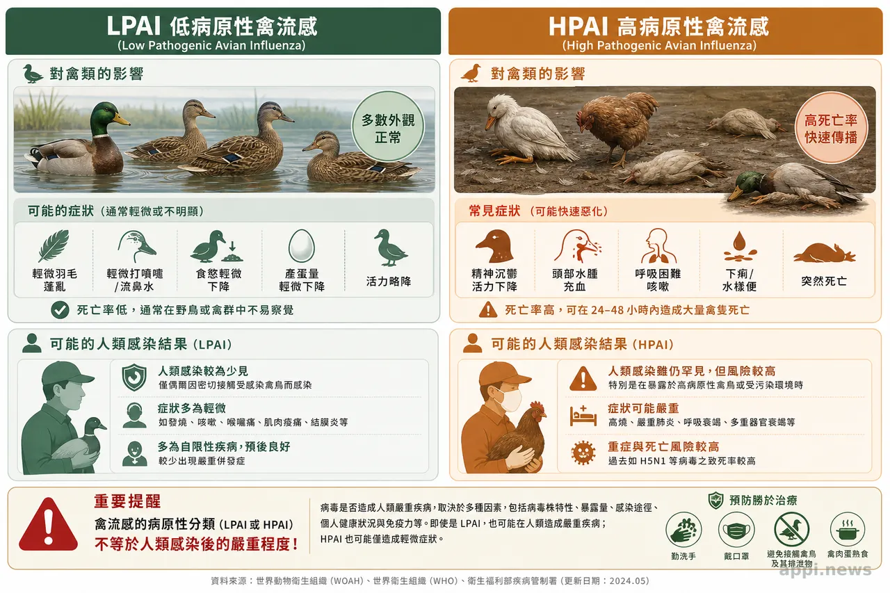 低病原性與高病原性禽流感對禽類影響及人類感染風險的對照說明示意圖