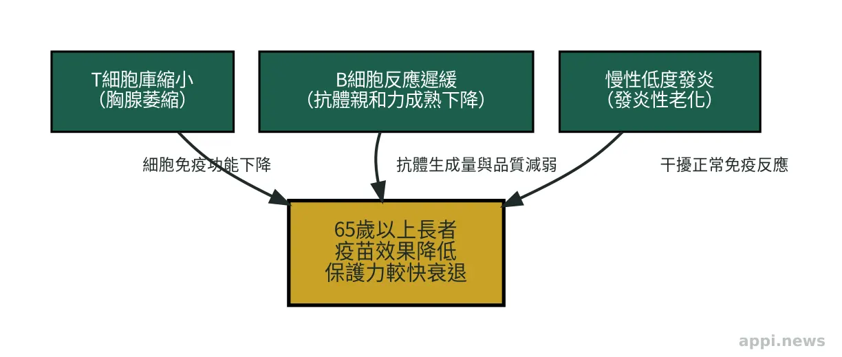 免疫衰老三大機制示意圖：T細胞庫縮小、B細胞反應遲緩、慢性低度發炎，共同導致老年人疫苗效果降低