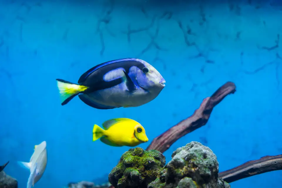 不同大小的觀賞魚缸並列，呈現淡水、海水與不同生命階段需要分別管理