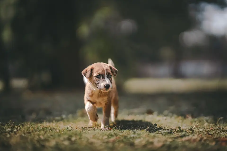 幼犬與高齡狗狗在獸醫院接受照護，呈現生命階段差異