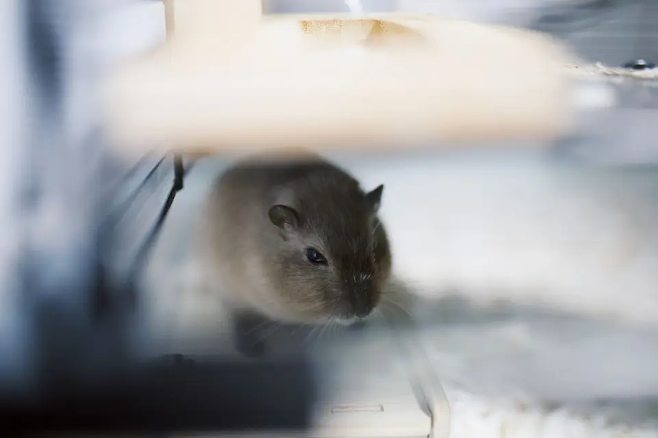 飼主準備倉鼠籠舍與照護紀錄，前往動物醫院諮詢
