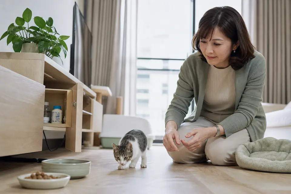 小貓在安全房間探索，旁邊的藥物、百合與電線已收妥