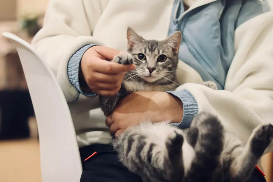 飼主與獸醫師一起確認小貓疫苗手冊和下一次回診日期