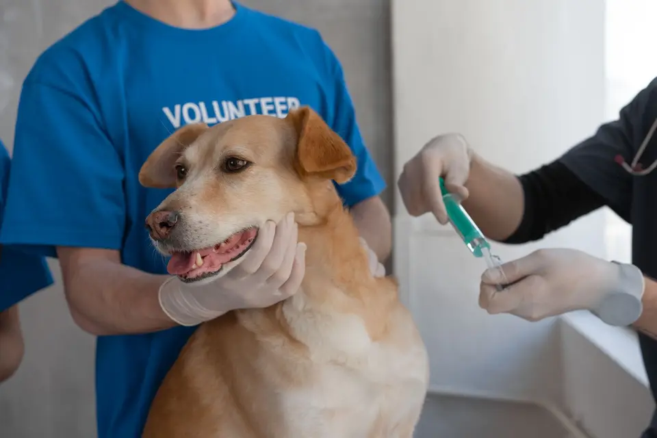 飼主帶著降溫後的寵物準備前往動物醫院，手機顯示已聯絡急診，呈現中暑處理的最後一步