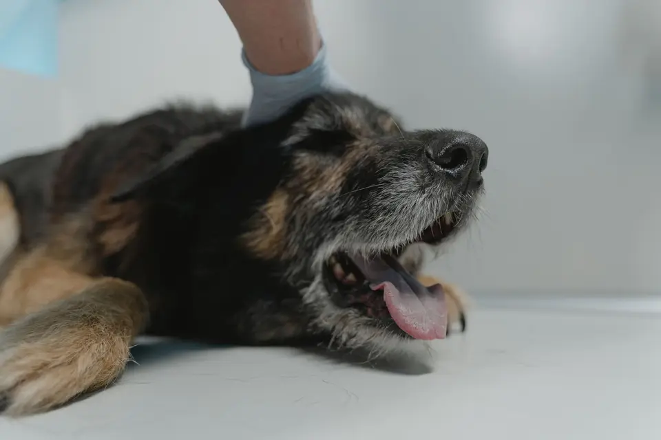 幼犬出現呼吸急促時，飼主準備聯絡動物醫院