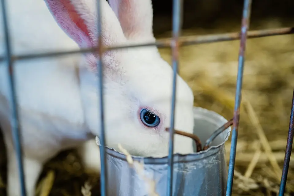 桌上有兔子照護紀錄本、乾草、水碗和便盆，飼主正在記錄觀察結果