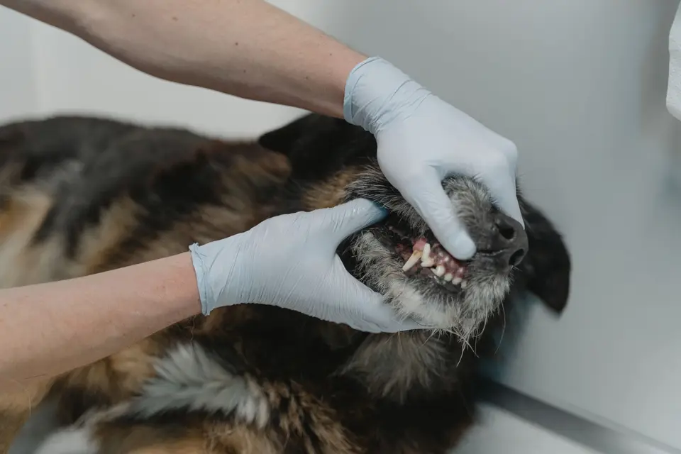 高齡犬在防滑地墊上休息，飼主溫和觀察口腔外觀並準備飲水（示意圖）
