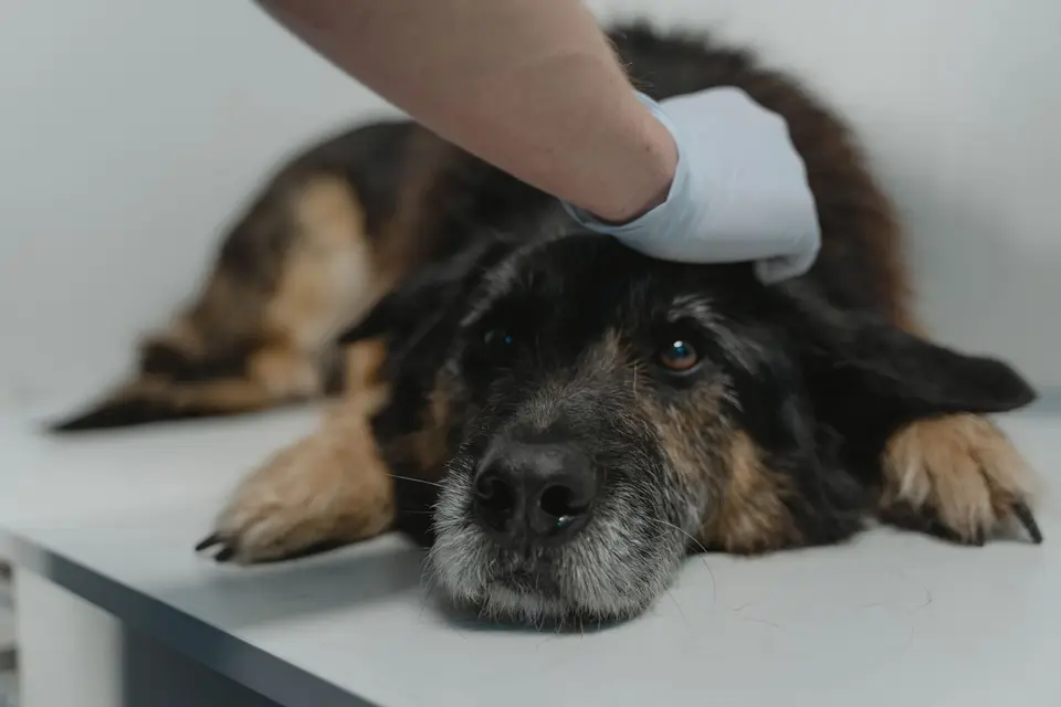 飼主把人用藥物放回安全處並拿手機聯絡獸醫，提醒不要自行用藥或催吐（示意圖）