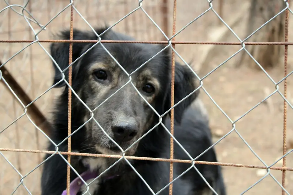 民眾在收容所與待認養犬隻互動