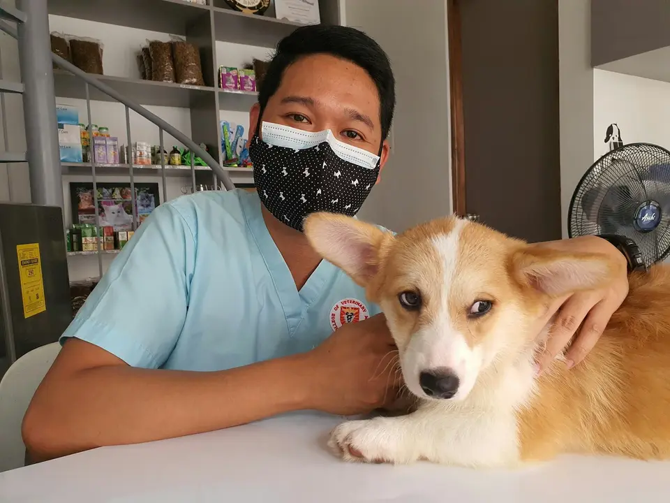 獸醫在診間為犬隻進行檢查