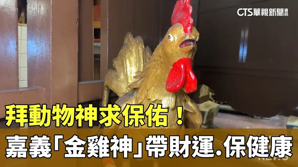 拜動物神求保佑！嘉義「金雞神」帶財運.保健康